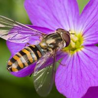 Marmalade Hoverfly 2 